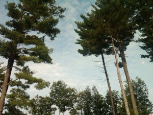 img00725-20100803-1811